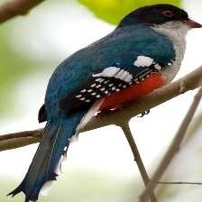 image of cuban_trogon