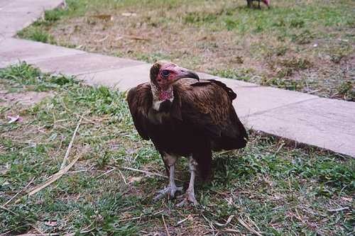 image of vulture