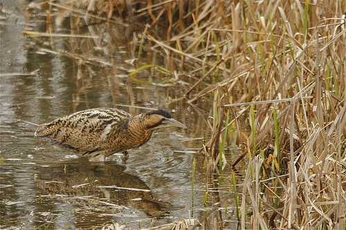 bittern