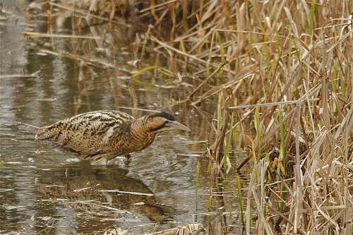 image of bittern