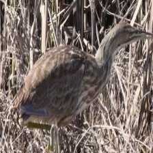 american_bittern