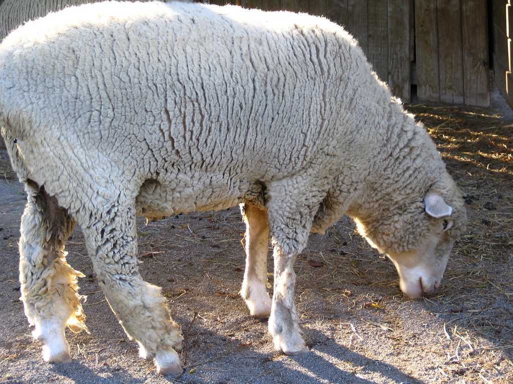 image of sheep