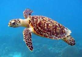 Turtle image classifcation dataset for machine learning