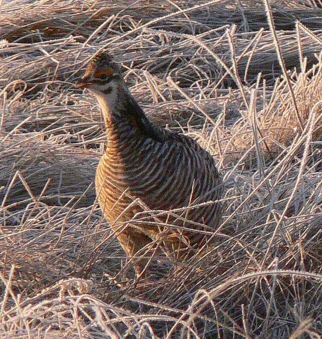 image of prairie_chicken