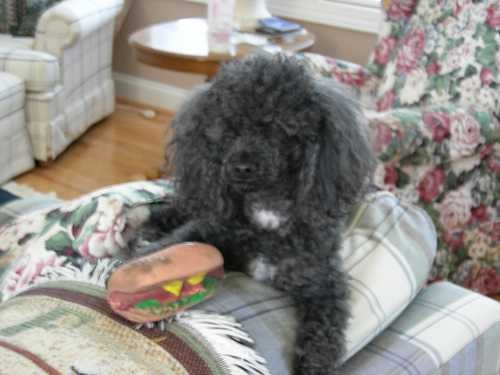 image of toy_poodle