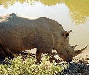 image of rhino