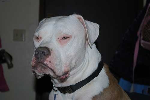 image of american_bulldog