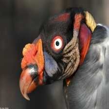 image of king_vulture