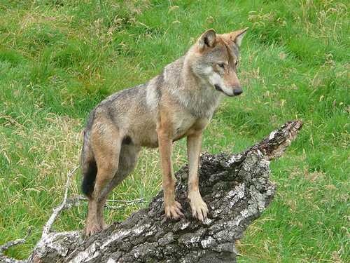 image of timber_wolf