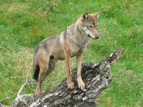 timber_wolf