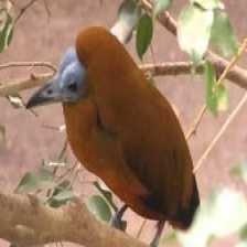 image of capuchinbird