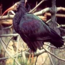 image of northern_bald_ibis