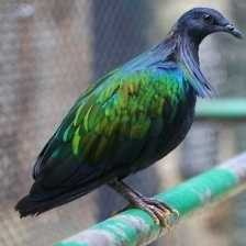 image of nicobar_pigeon