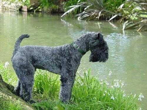 image of kerry_blue_terrier