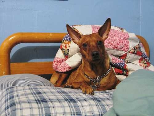 image of miniature_pinscher