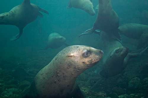 Sea lion image classifcation dataset for machine learning