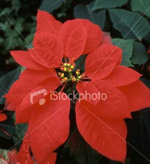 image of poinsettia