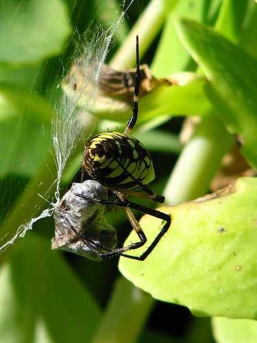 image of garden_spider