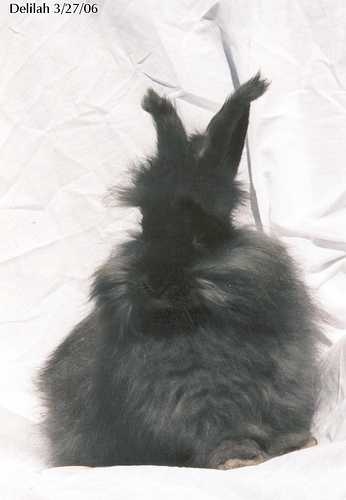 angora