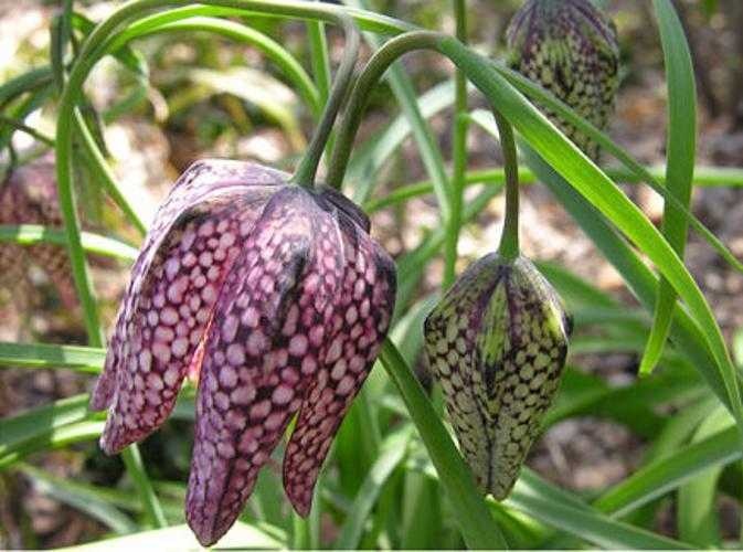 image of fritillary