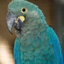 image of lears_macaw