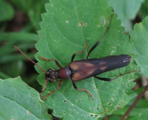 long_horned_beetle