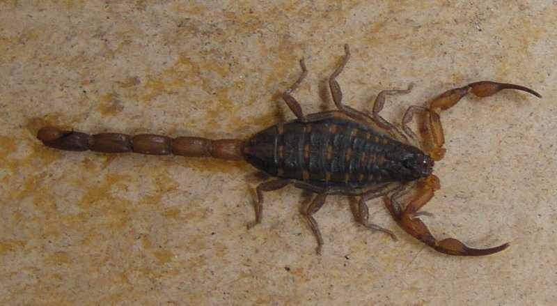 Scorpion image classifcation dataset for machine learning