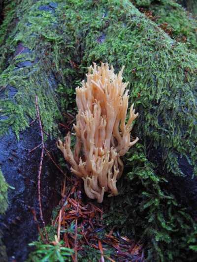 image of coral_fungus