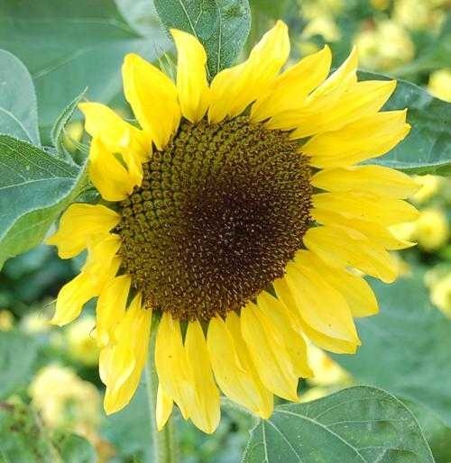 sunflower