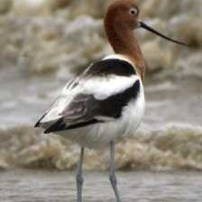 american_avocet