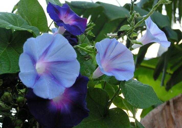 image of morning_glory