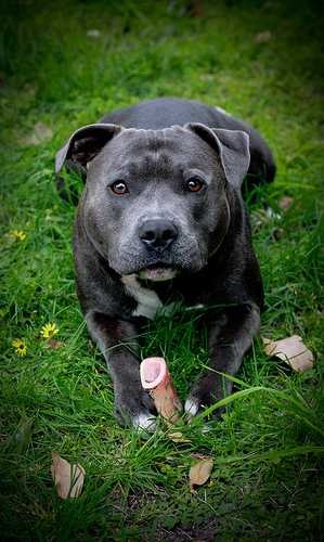 image of staffordshire_bull_terrier