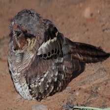 common_poorwill