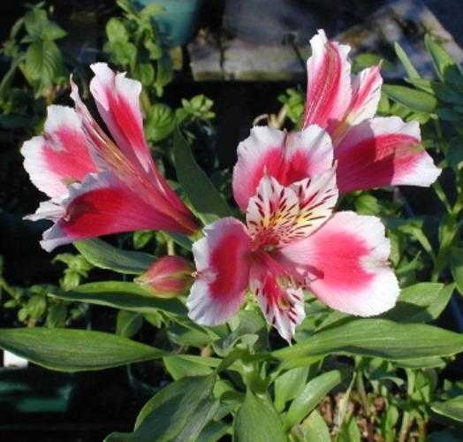 peruvian_lily