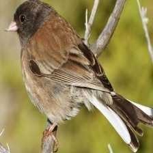 image of dark_eyed_junco