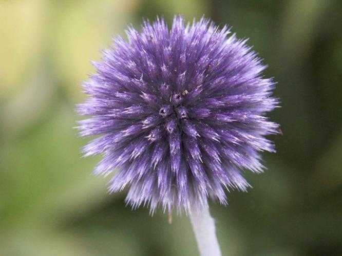 image of globe_thistle