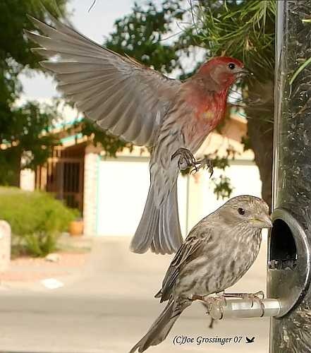 House finch image classifcation dataset for machine learning