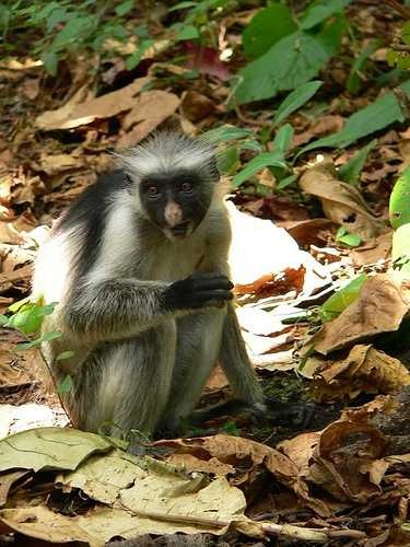 image of colobus