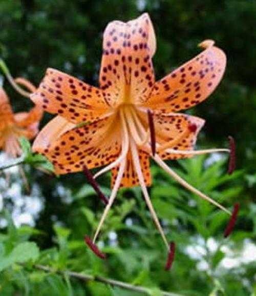 image of tiger_lily