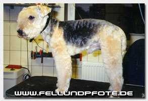 image of lakeland_terrier