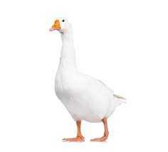 image of goose