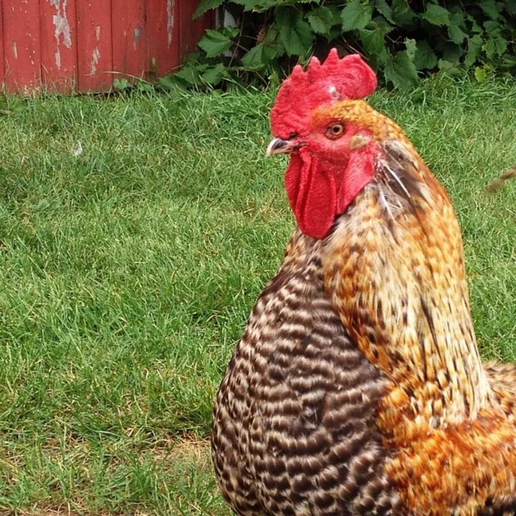 Download Chicken labeled image classifcation dataset labeled image dataset