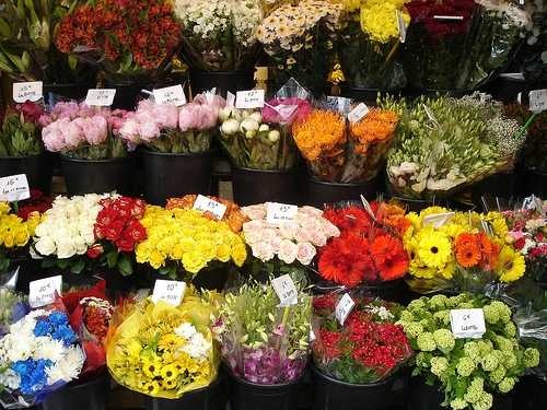 Florist image classifcation dataset for machine learning