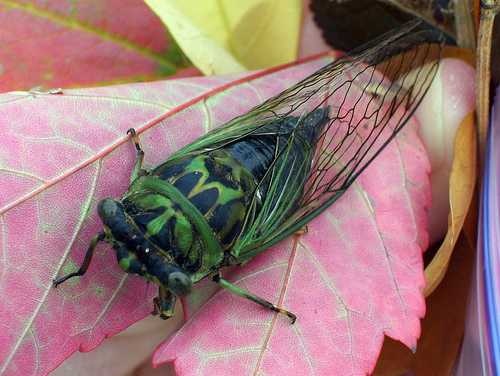 image of cicada