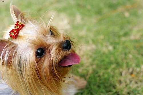 image of yorkshire_terrier