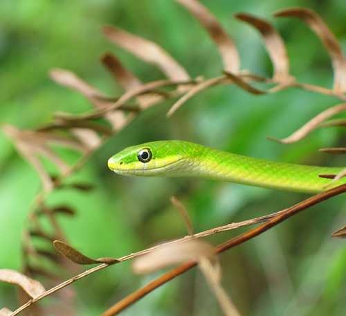 green_snake