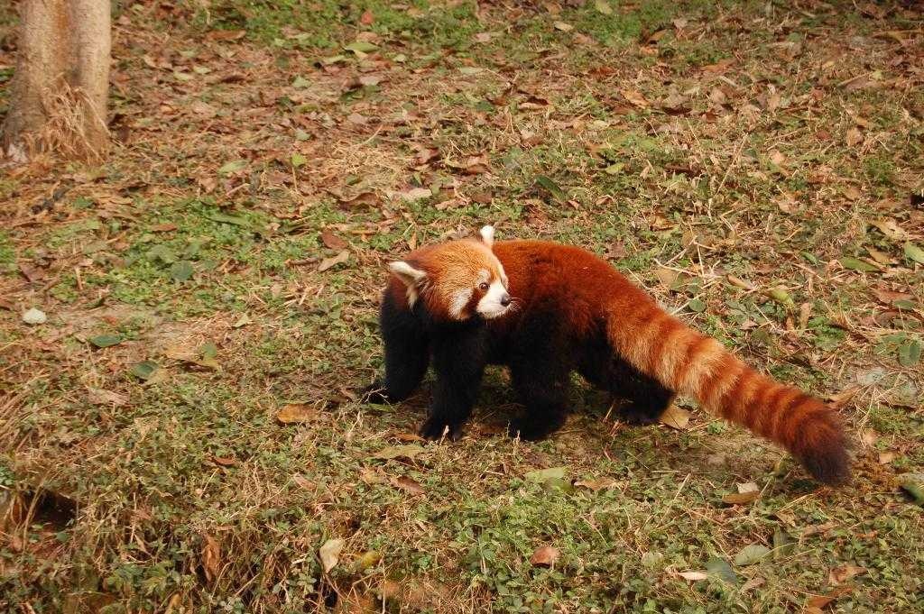 Red panda image classifcation dataset for machine learning