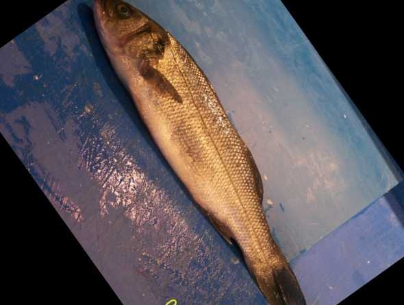 image of sea_bass