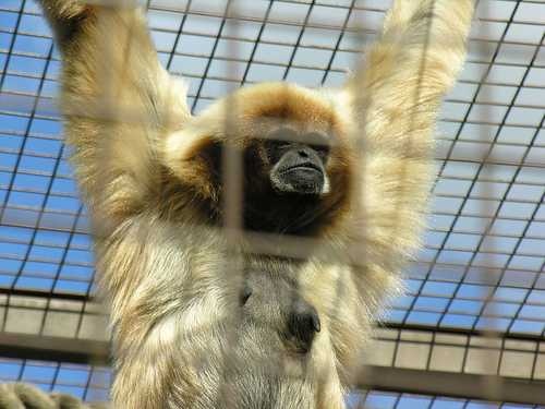 image of gibbon