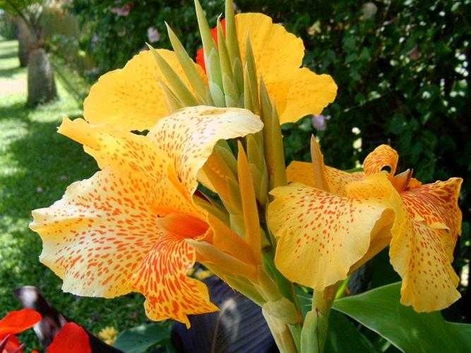 image of canna_lily